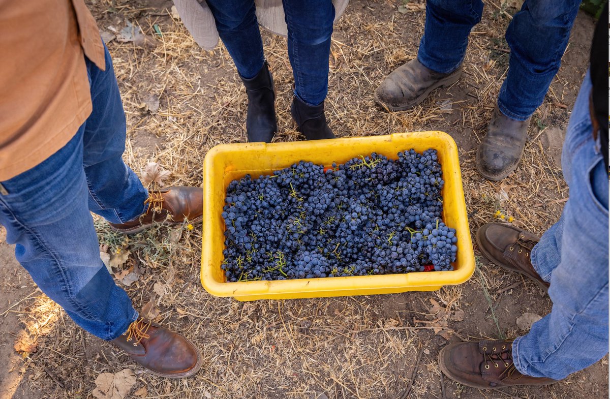 ScottoCellars's tweet photo. Not margaritas… but we think this works 🍇🍷
Happy Cinco de Mayo
#CincoDeMayo #WineTime #ScottoCellars https://t.co/BIlO8M4XtR