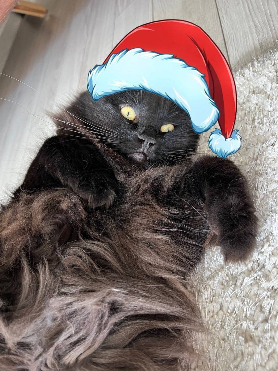 MITTENS | Telegram’s Cat tweet media