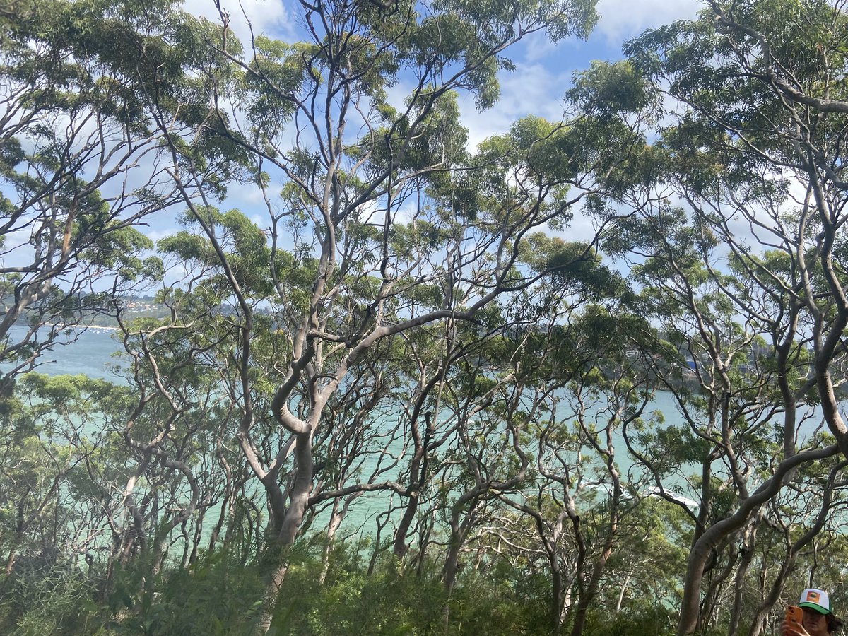 citizen_odyssey's tweet image. 🌊 #hiking by the #beach #clontarf 🚶 #ocean in #sydney with a nice view