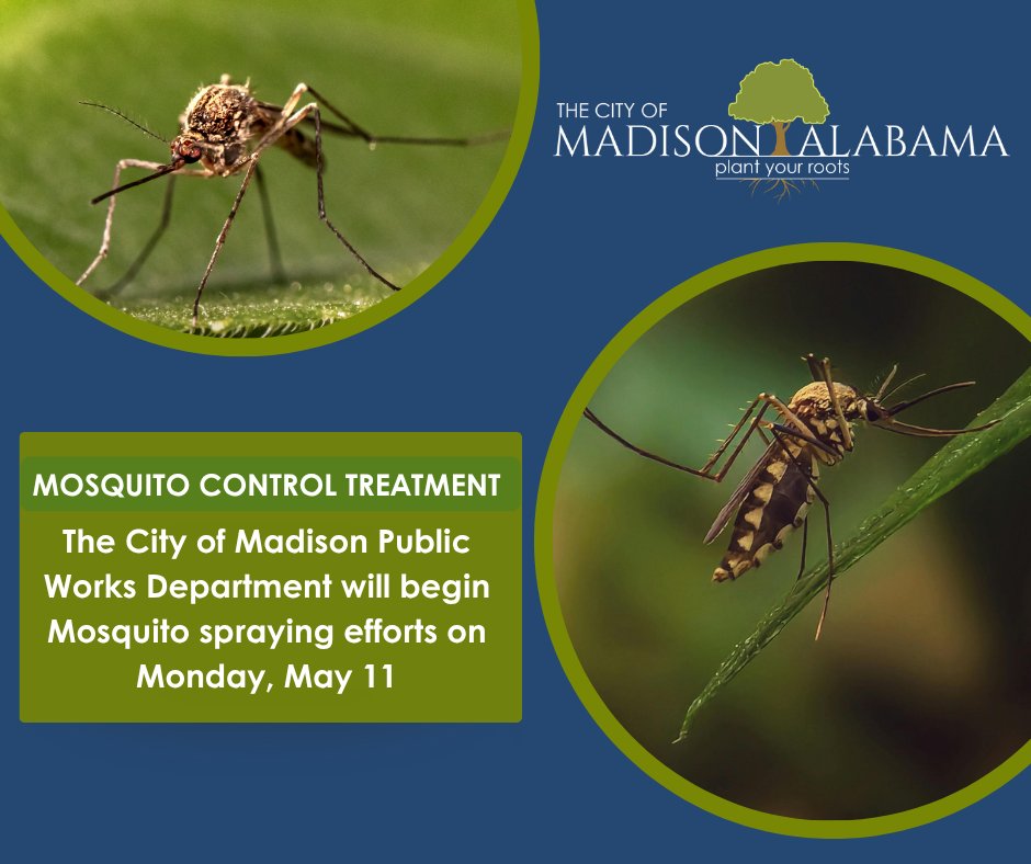 MadisonAlabama's tweet photo. The City of Madison would like to notify residents that summer mosquito spraying will begin on Monday, May 11. Drainage ditches will be treated in the afternoon, and mosquito fogging trucks will begin operating at dusk.

Learn more: https://t.co/jeBVNAy62g https://t.co/n0zv1dep91