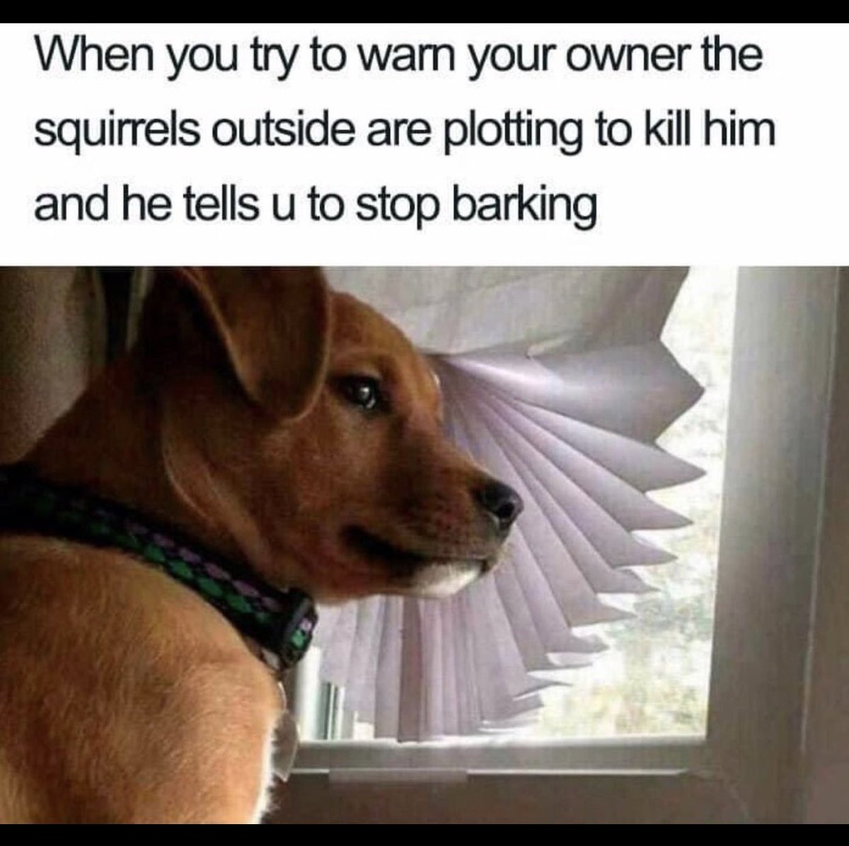 BarkBox tweet media