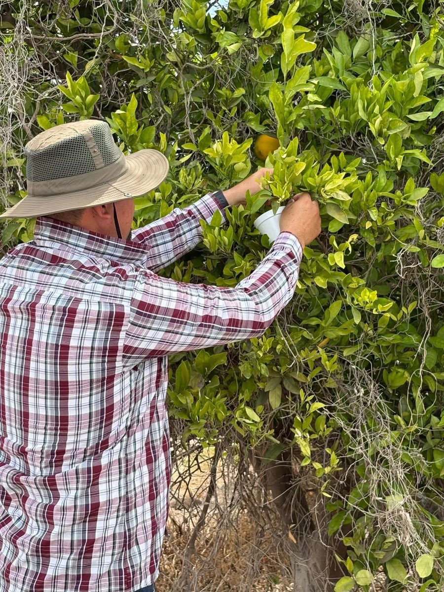 coscyt's tweet photo. 🔬🌱 En el COSHCYTI impulsamos soluciones científicas para el campo.

Con la rehabilitación del Laboratorio de Insectos Benéficos en Comondú, se fortalece el control natural de plagas mediante la liberación de más de 400 mil crisopas 🐞 https://t.co/YRe5PGCxZq
