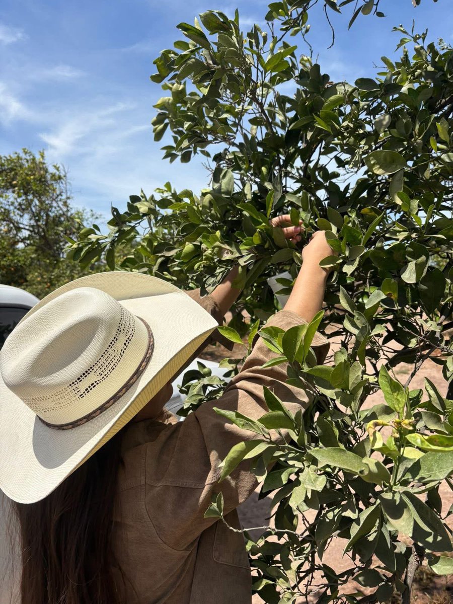 coscyt's tweet photo. 🔬🌱 En el COSHCYTI impulsamos soluciones científicas para el campo.

Con la rehabilitación del Laboratorio de Insectos Benéficos en Comondú, se fortalece el control natural de plagas mediante la liberación de más de 400 mil crisopas 🐞 https://t.co/YRe5PGCxZq