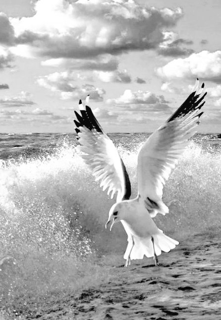 Marydrina's tweet image. #birds #blackandwhite #blackandwhitephoto #bnw