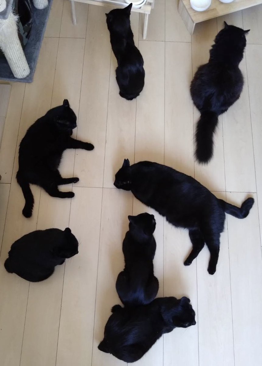 黒猫一家🐭 tweet media