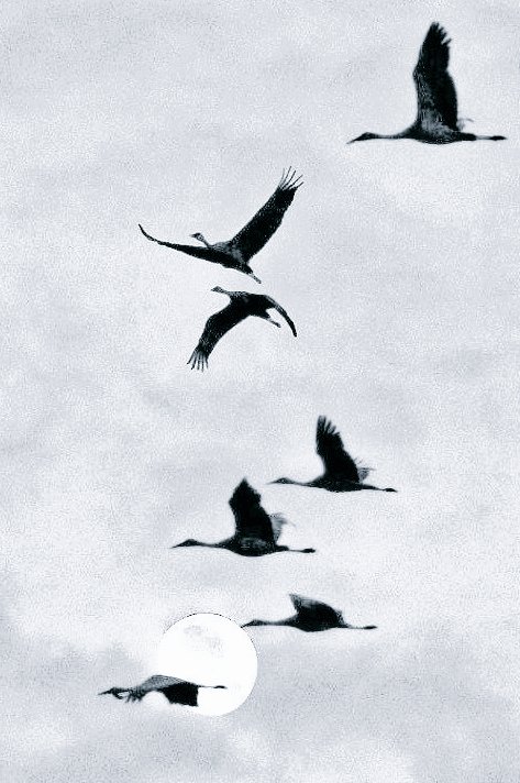 Marydrina's tweet image. #birds #blackandwhite #blackandwhitephoto #bnw