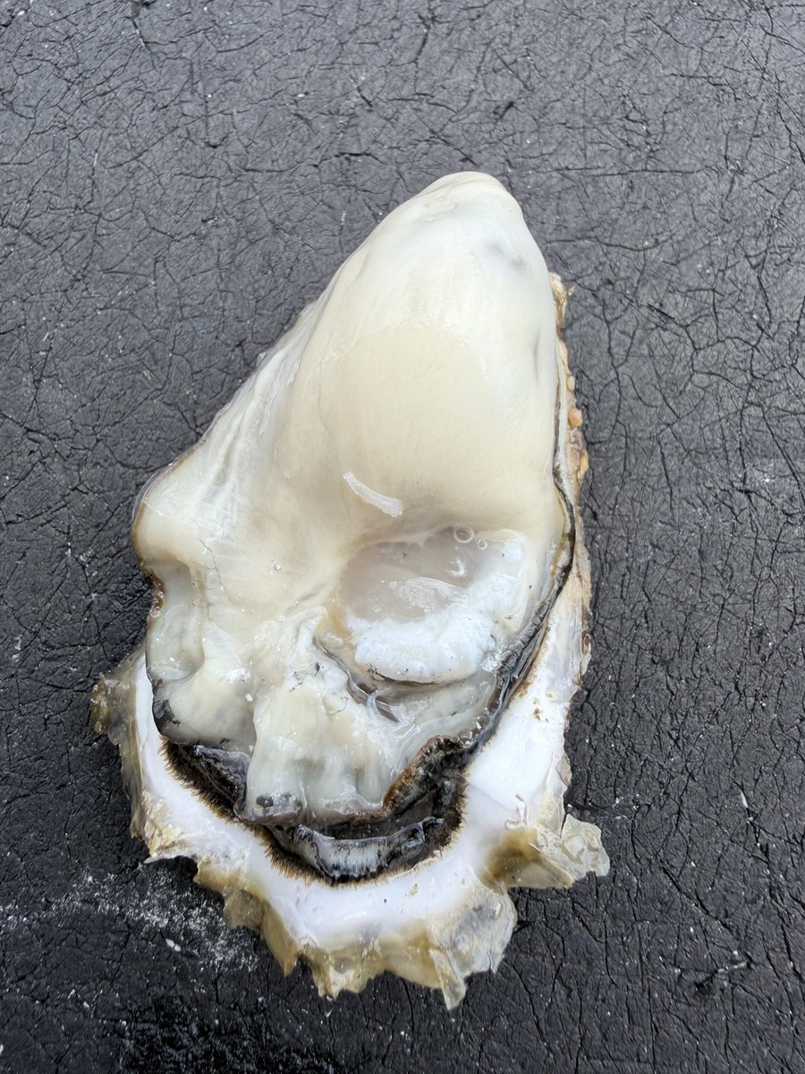 令和 shell 大船渡湾 tweet media