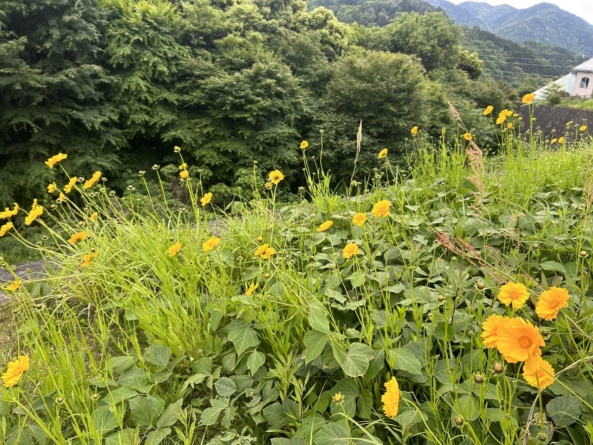 堅飯半膳 tweet media