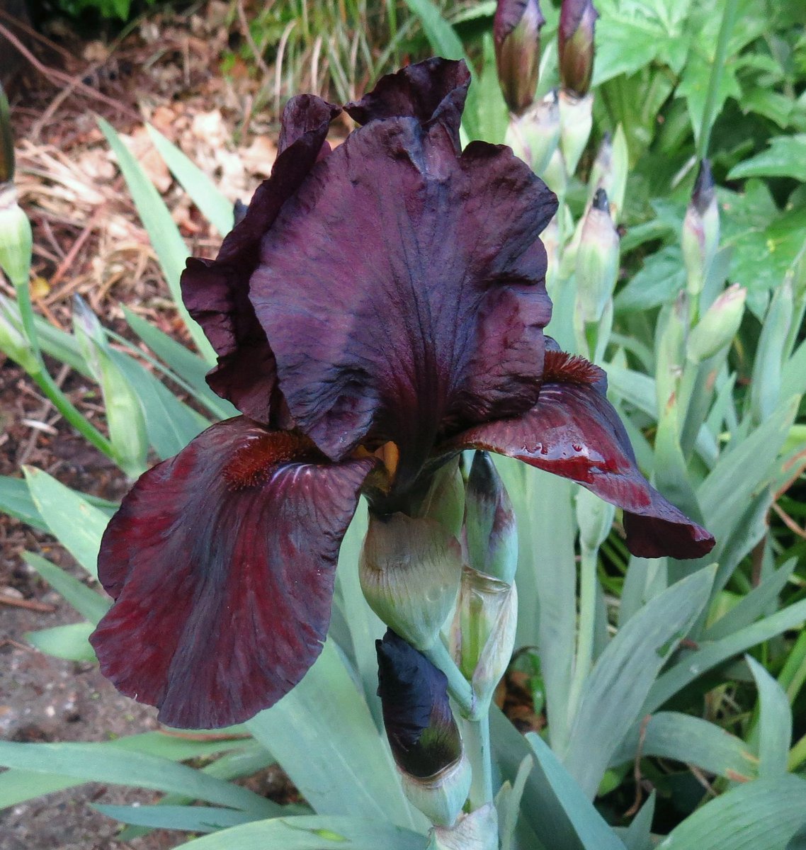 angegarrod's tweet image. A few things opening today

Iris Langport Wren
Centaurea Jordy
Clematis Jersey Cream
Geranium phaeum Lily Lovell

#flowers #springwatch