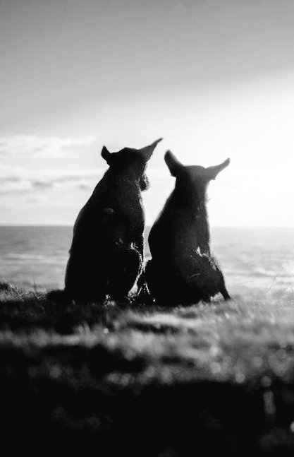 Marydrina's tweet image. #blackandwhite #bnw #blackandwhitephoto #dogs