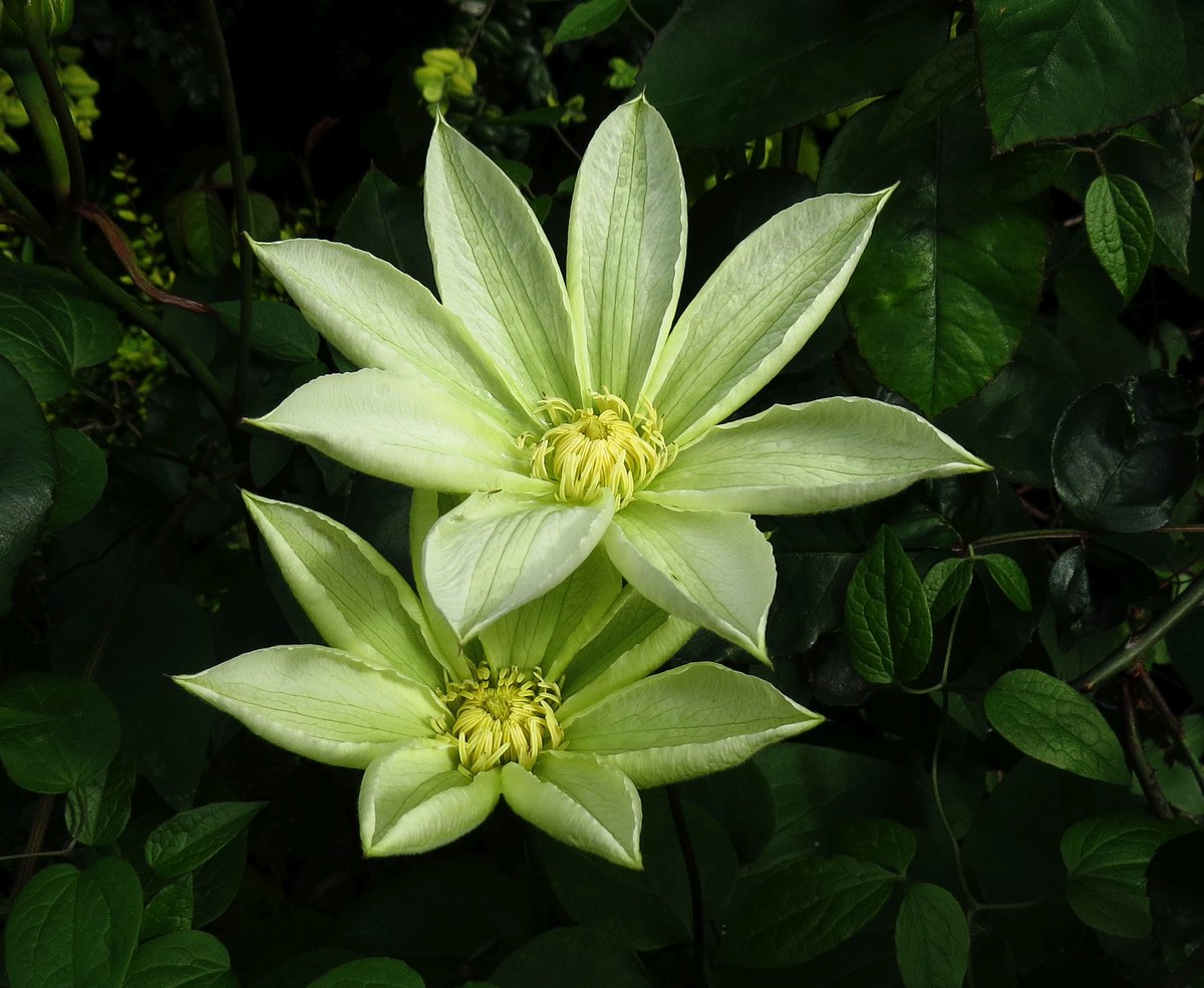 angegarrod's tweet image. A few things opening today

Iris Langport Wren
Centaurea Jordy
Clematis Jersey Cream
Geranium phaeum Lily Lovell

#flowers #springwatch