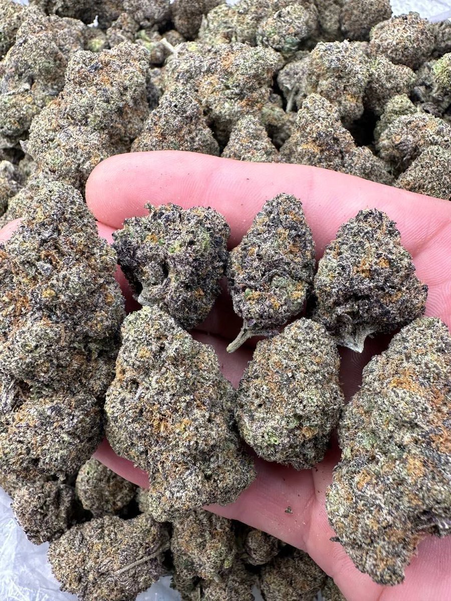 PlugWeed64351's tweet image. I’m delivering in Atlanta gas ⛽️ weed atl plug / za #Atlzaplug #Atlantaweed #Atl #atlmeet #atlfreak #dlatl #atldl #atlb8 #atlantameets #KSU #UGA #jackpaul