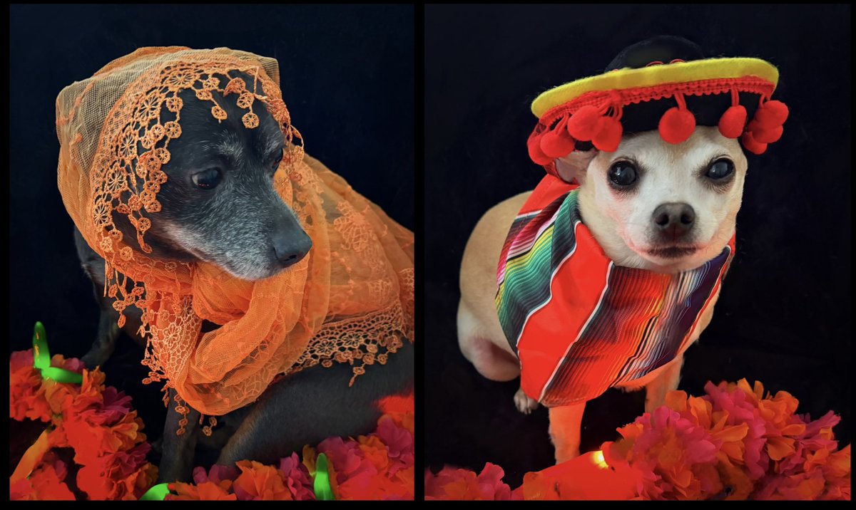 sarahanunn's tweet photo. It’s #CincoDeMayo &amp; the hooligans are celebrating their Mexican heritage!
🇲🇽
Huckleberry, Alouette, Jasper, Bremmy &amp; Eli want tacos &amp; they want them NOW!
🇲🇽
#Chihuahuas #Chiweenies #Chipin #Chugdog #RescueDogs #DogsofTwitter https://t.co/qXQ9FkLGKo