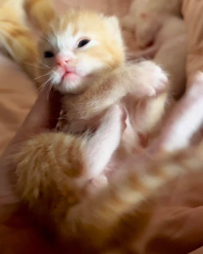 Cat 🐈 tweet media