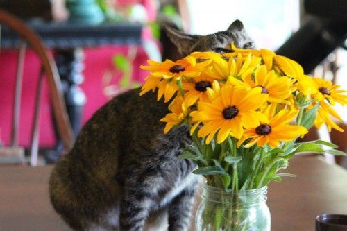 BunnieKat1962's tweet image. Take time to smell the #Flowers 
#cats
#kittens
