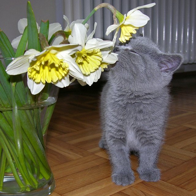 BunnieKat1962's tweet image. Take time to smell the #Flowers 
#cats
#kittens