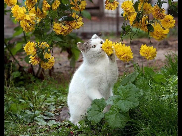 BunnieKat1962's tweet image. Take time to smell the #Flowers 
#cats
#kittens