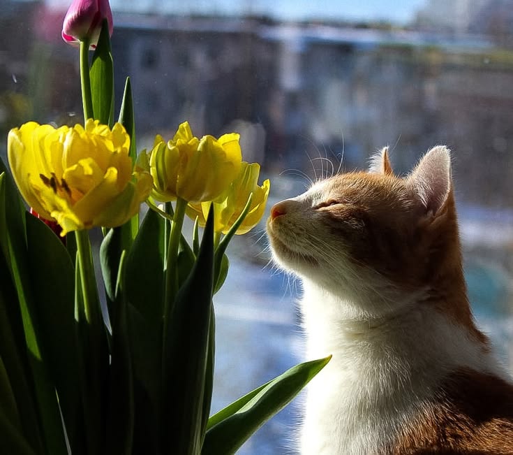 BunnieKat1962's tweet image. Take time to smell the #Flowers 
#cats
#kittens