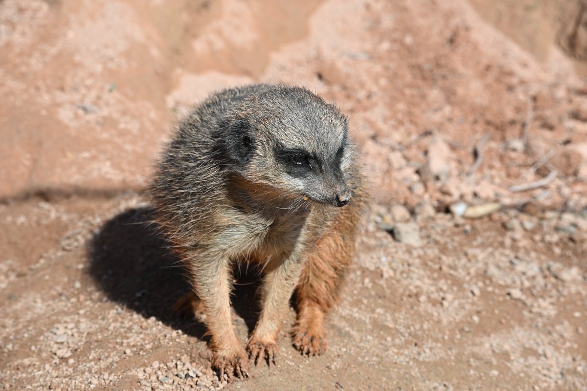 Meerkat daily #518
I got Olivia Rodrigo tickets!