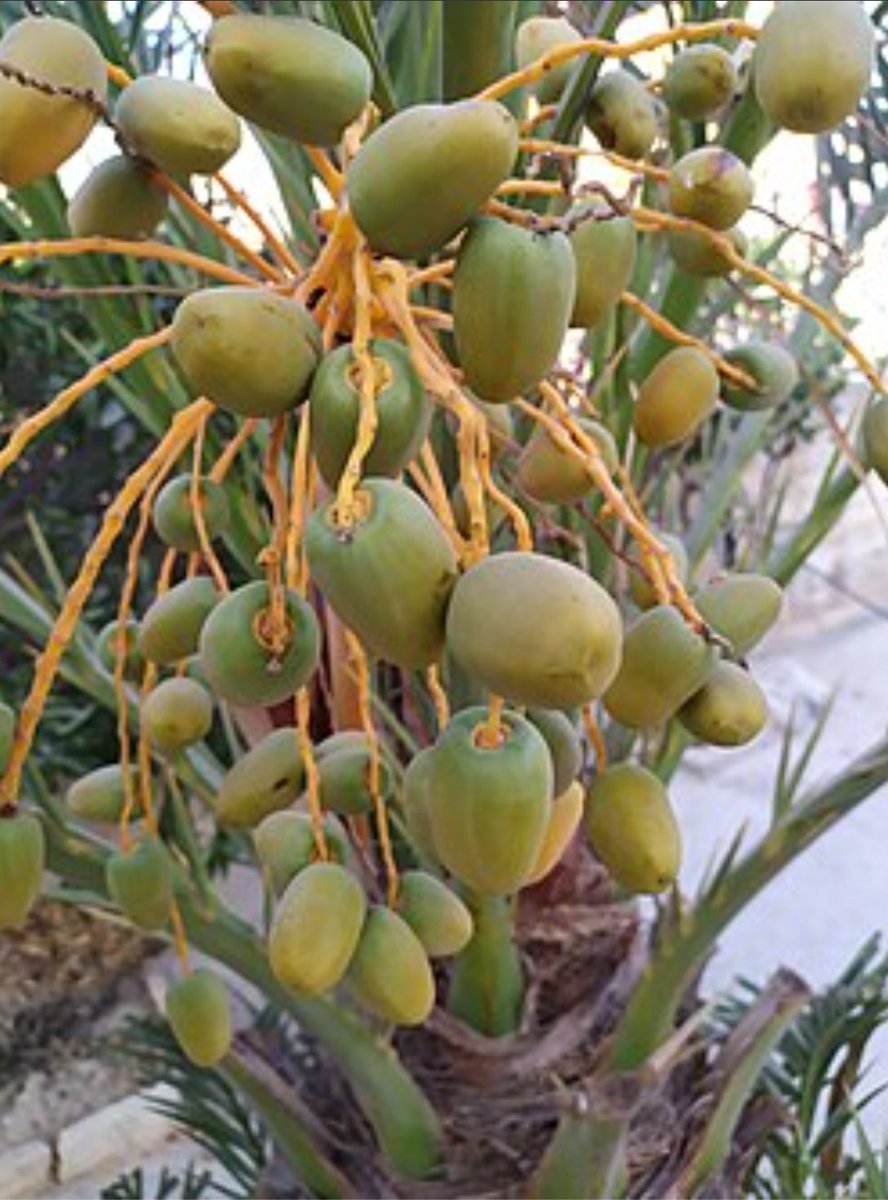 (البسر) (في أبهى حلة) (وهو مايعرف عند عامة  الناس اليوم  (بالبلح) (هو المرحلة التي تسبق الارطاب)(وهي صيغة جامدة سامية قديمة انتقلت كما هي الى العربية فبقيت بصيغتها)( فكأنهم إذا قالوا( بسرت النخلة) هي نفسها (بشرت) اي (بشرت بدنو نضج الثمرة) (وفرحة الناس قديما به وبهجتهم( بالرطب)