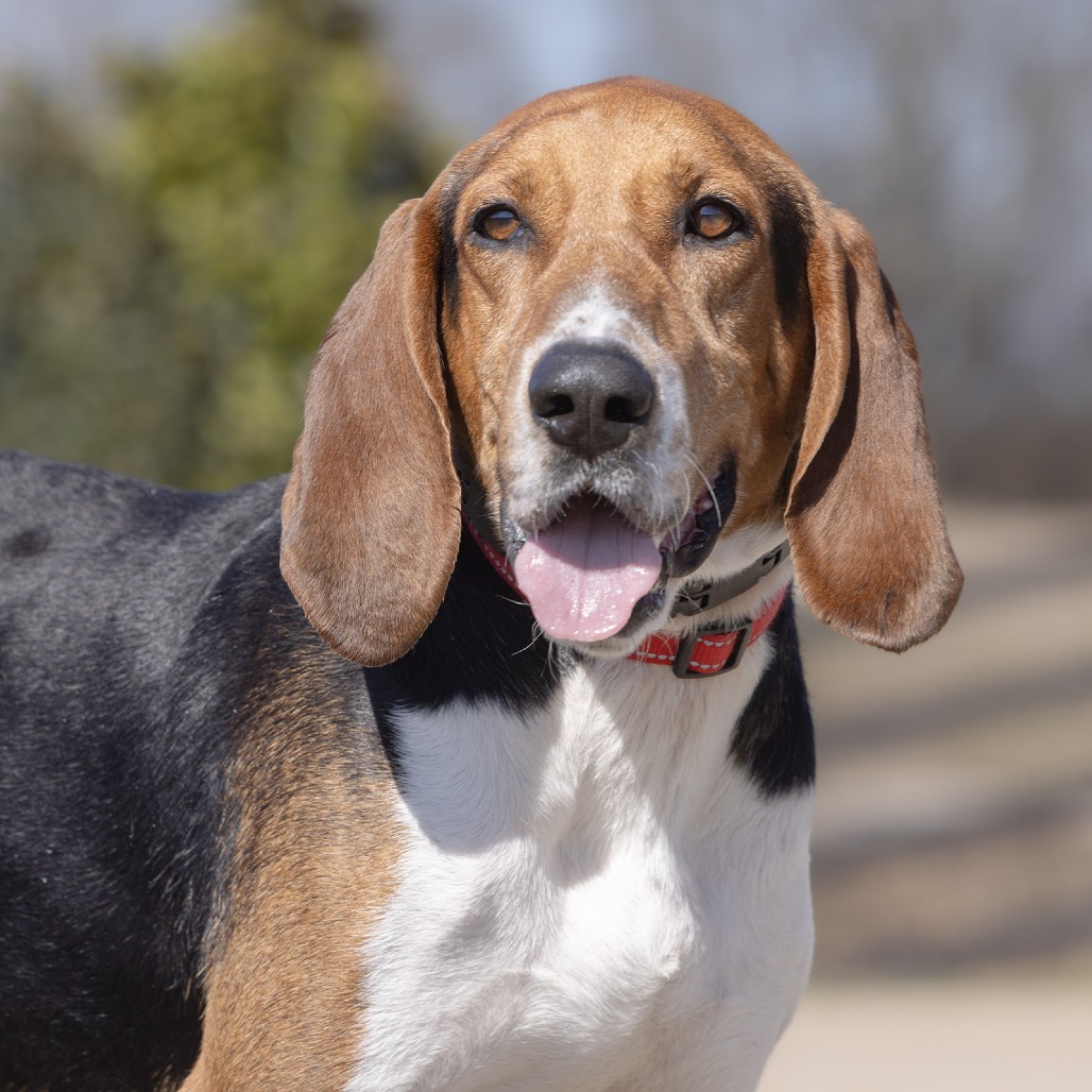 Beagle Freedom Project tweet media