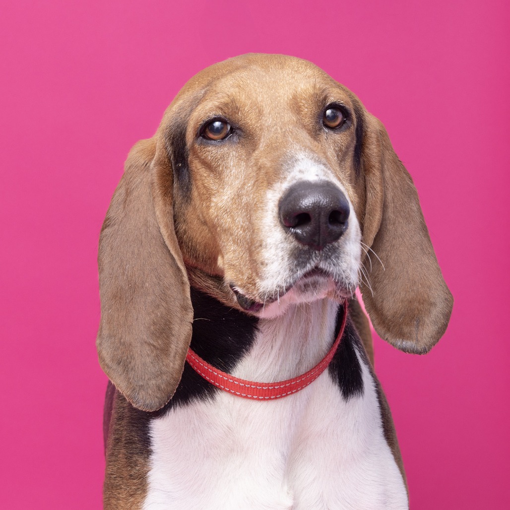 Beagle Freedom Project tweet media