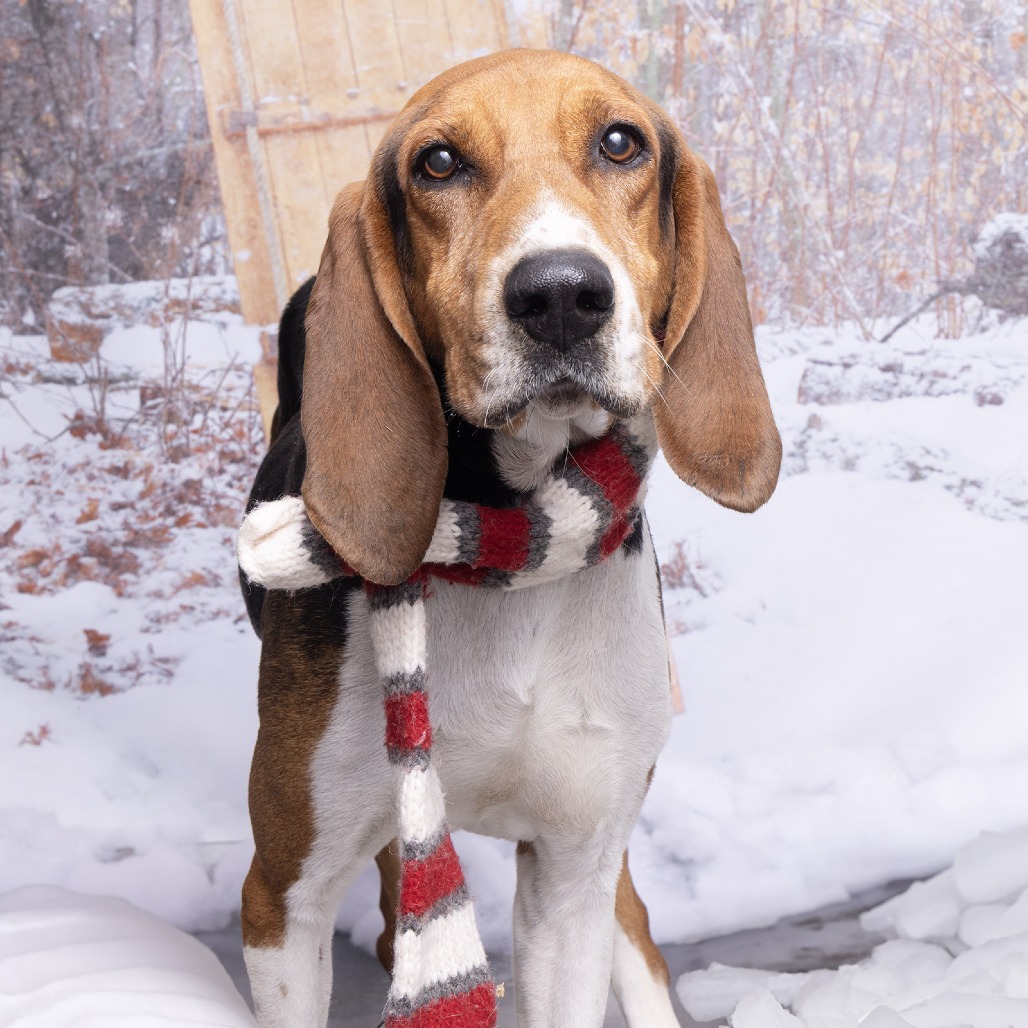 Beagle Freedom Project tweet media