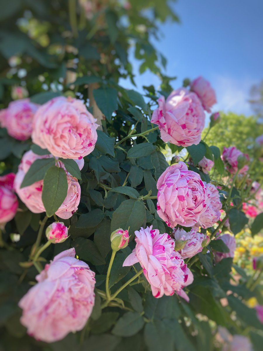 mamu:) 薔薇パネル mamu:)様専用 薔薇パネル 【公式通販】