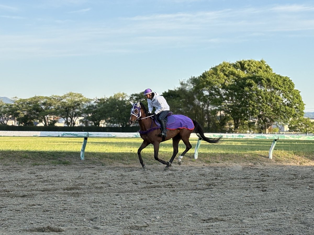 相馬野馬追執行委員会【公式】🐴 tweet media