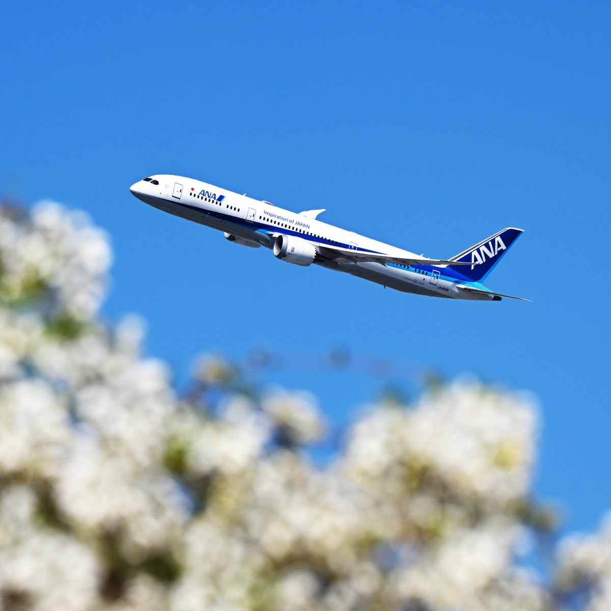 r28gou3's tweet image. 満開の藤の花の上を旋回する787。
787 turning over the full blooming wisteria flowers.

#Boeing
#B787
#ANA