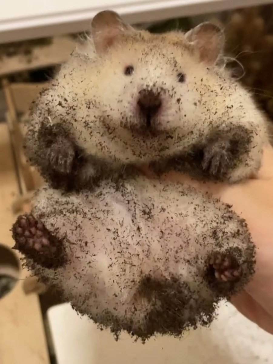 🐾🦴marx tweet media