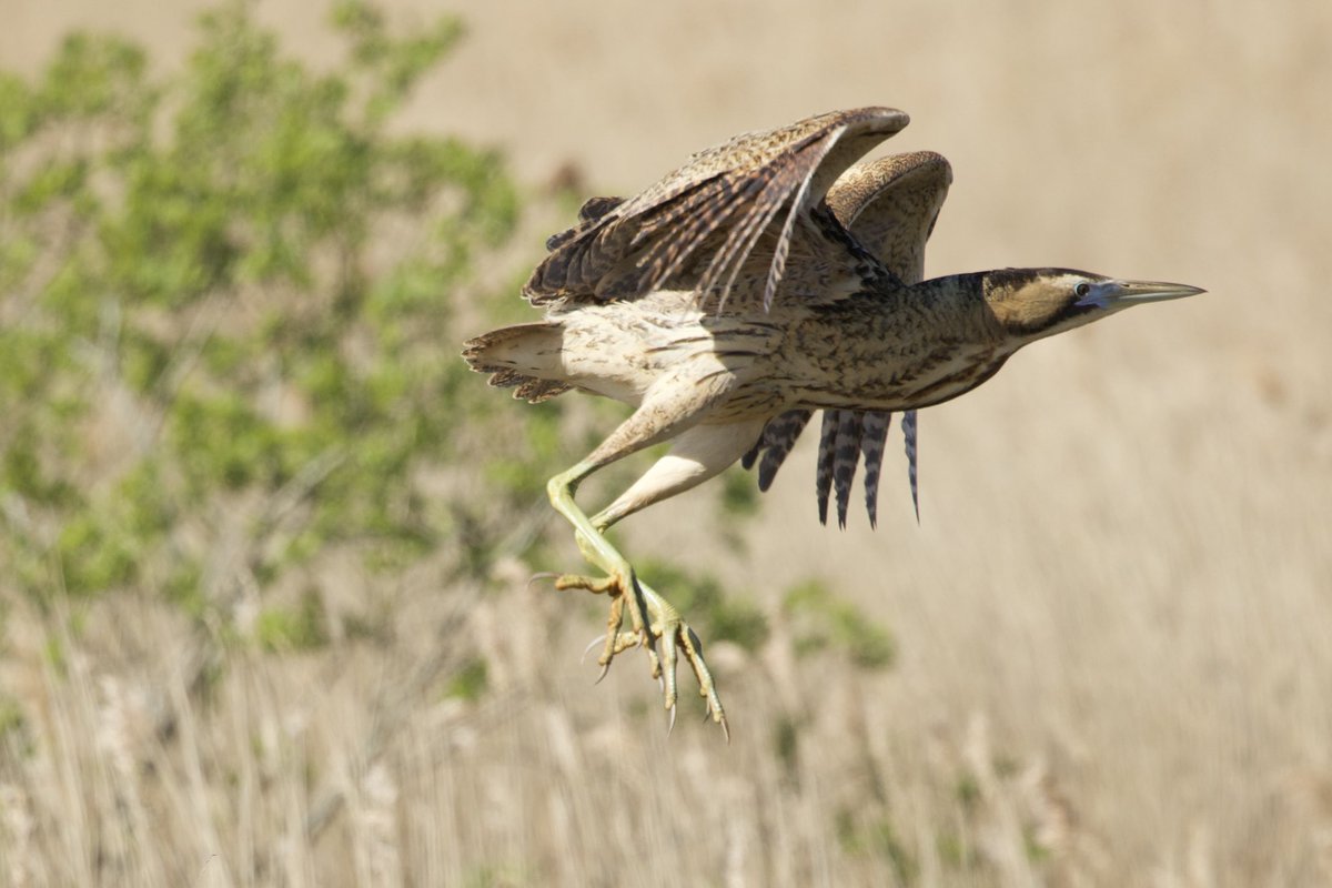 davidhateley's tweet photo. Bittern seen at @RSPBMinsmere  last week https://t.co/staJ2xUreu