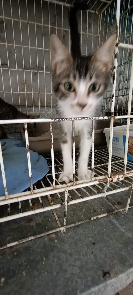 Giovann69231268's tweet photo. En Adopción Responsable en @LigaBichera 096 130 638
El que no sabe de gatitos, no opine 😎 https://t.co/1nx6yuW7jw