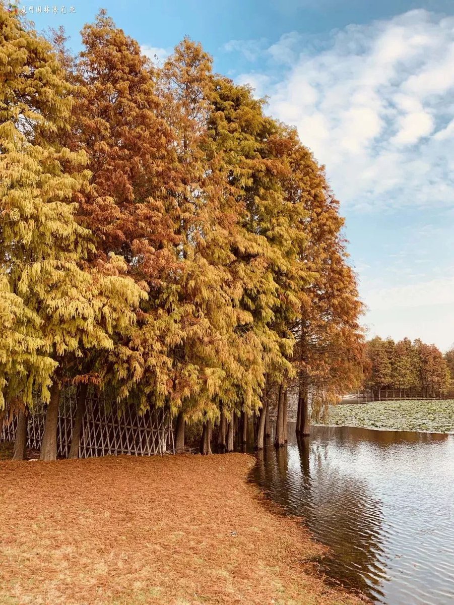 mainonlaw's tweet photo. Autumn breeze, golden leaves, cozy sweaters—perfect day to sip warm cider u0026 wander! https://t.co/IqOUtj8H47