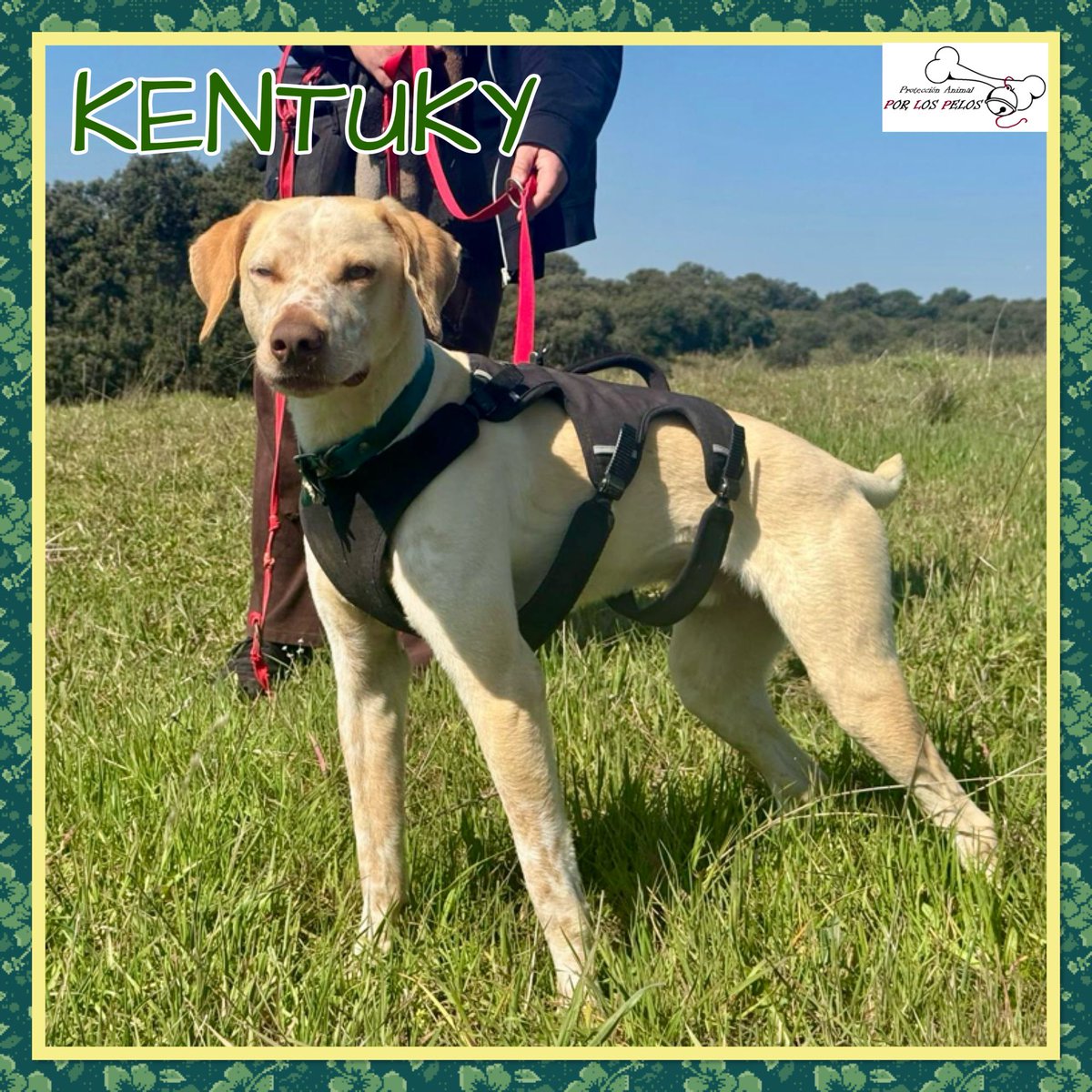 🐶KENTUKY🐶 precioso #cachorro de 7meses y tamaño mediano busca #acogida #adopcion URGENTE. Vagaba por un pueblo de Toledo hasta que fue rescatado pero lo está pasando muy mal por el encierro y está muy estresado. Cariñoso, sociable y juguetón. 👉 protectoraporlospelos.org/ficha-2275