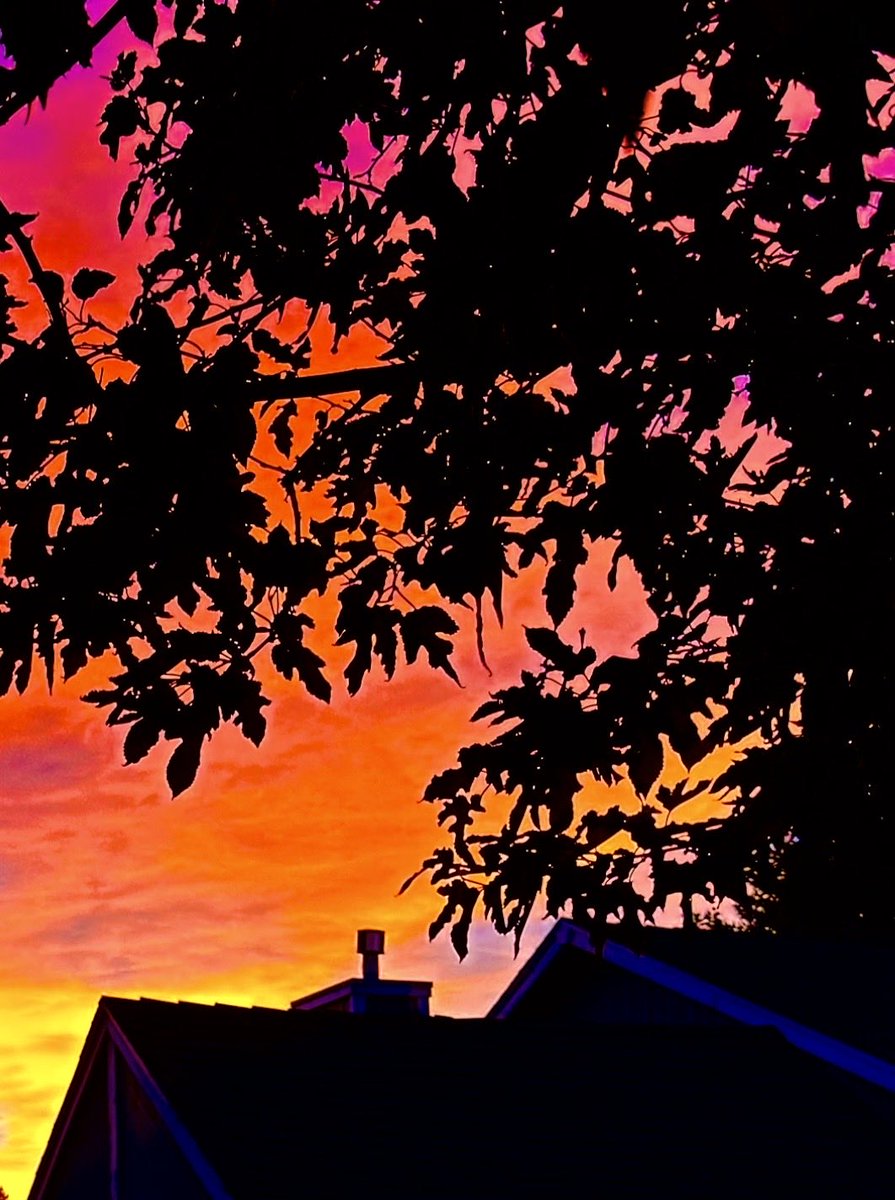 jonimarielew's tweet image. #sunset #Nevada #desert #trees  #red_skies