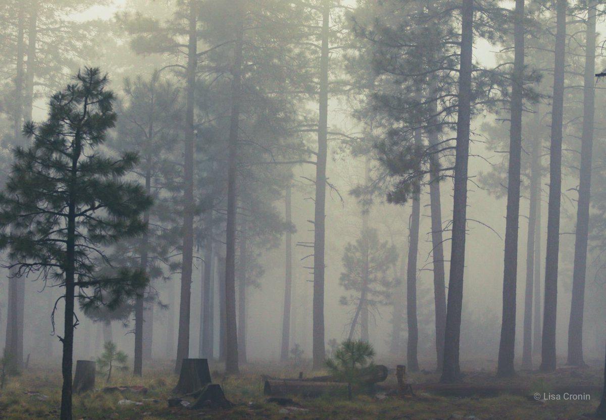 Lcronin122's tweet image. The mood of the forest today. 
My mood was a bit tense while trying to hike back to my truck. 🌲🌲📸 #nature #naturephotography #forest