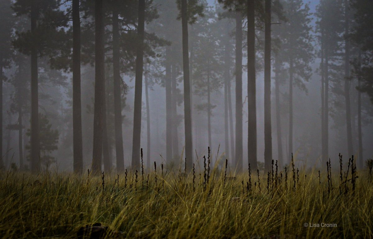 Lcronin122's tweet image. The mood of the forest today. 
My mood was a bit tense while trying to hike back to my truck. 🌲🌲📸 #nature #naturephotography #forest
