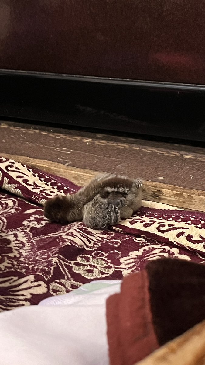 دایناسور بازمانده🦕 tweet media