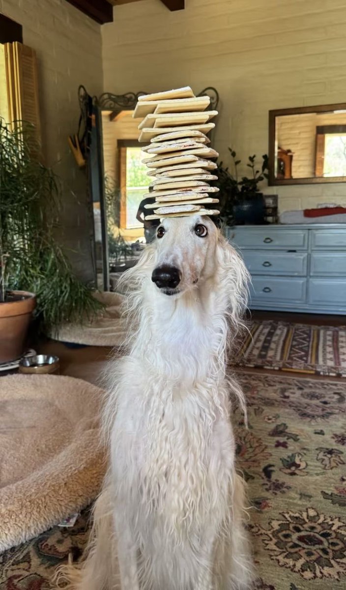 🐾Dizzy Dog🐾 tweet media