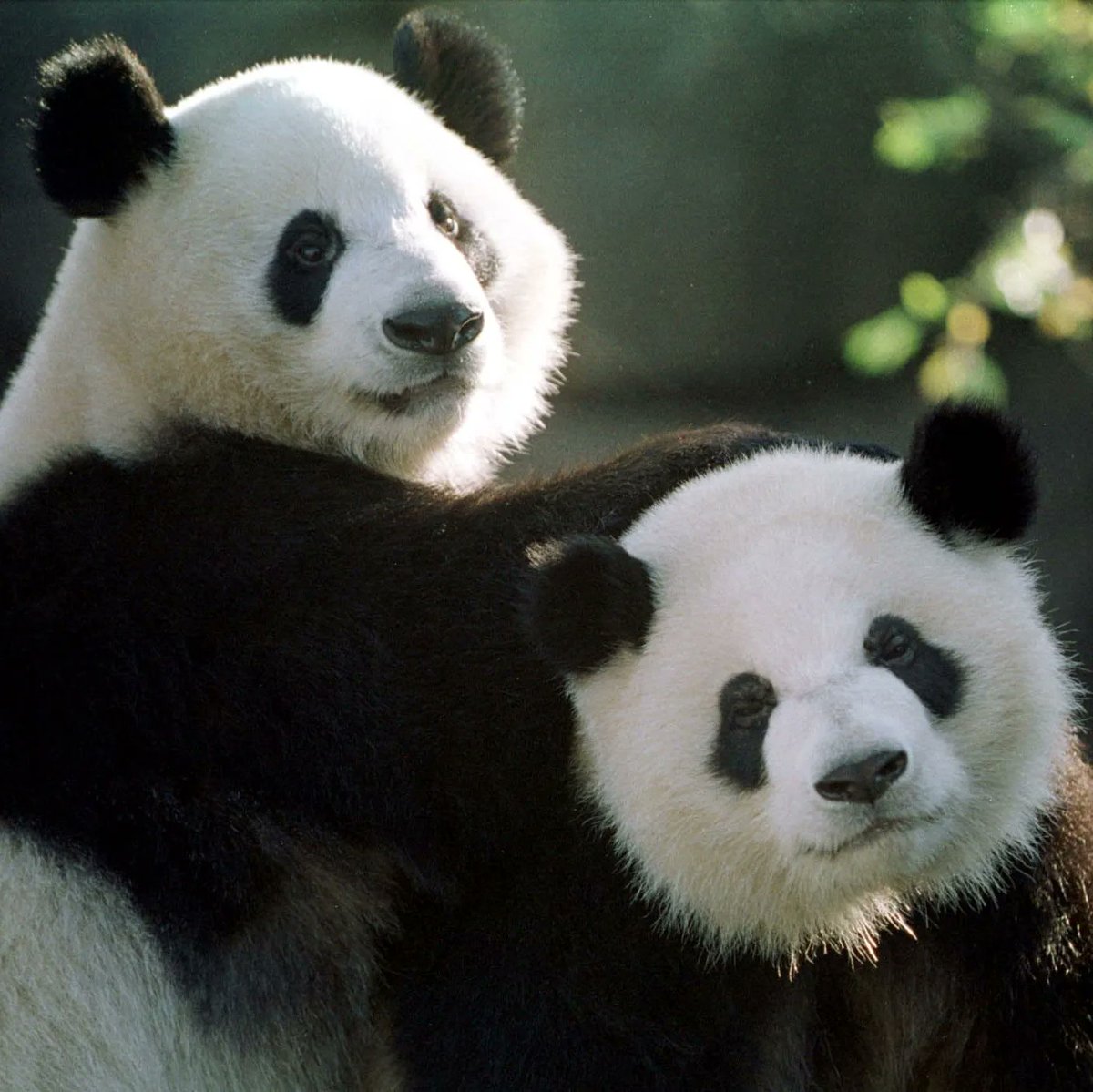 Ping Ping and Fu Shuang tweet media