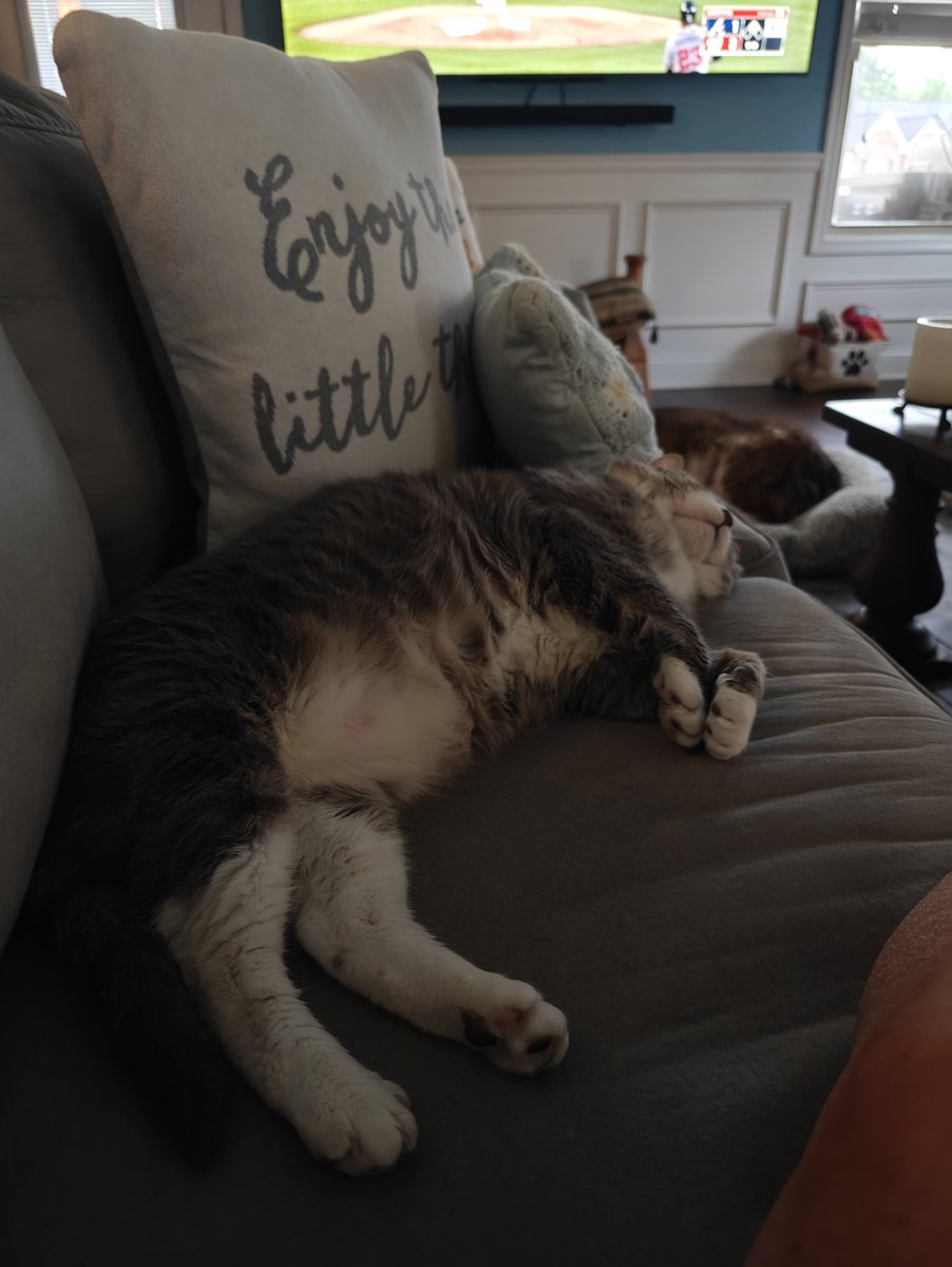 harrycaz's tweet photo. @PickliciousF This is my latest rescue, Smokey, took me 4 years to gain his trust, now he lives his best life every day 🩵 https://t.co/YodbFPoG6b