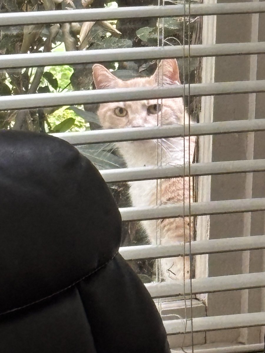 KHiggins_PI's tweet image. Peeping Tom or Thomasina 
🐈👀🕵️‍♂️ #cat #peeping