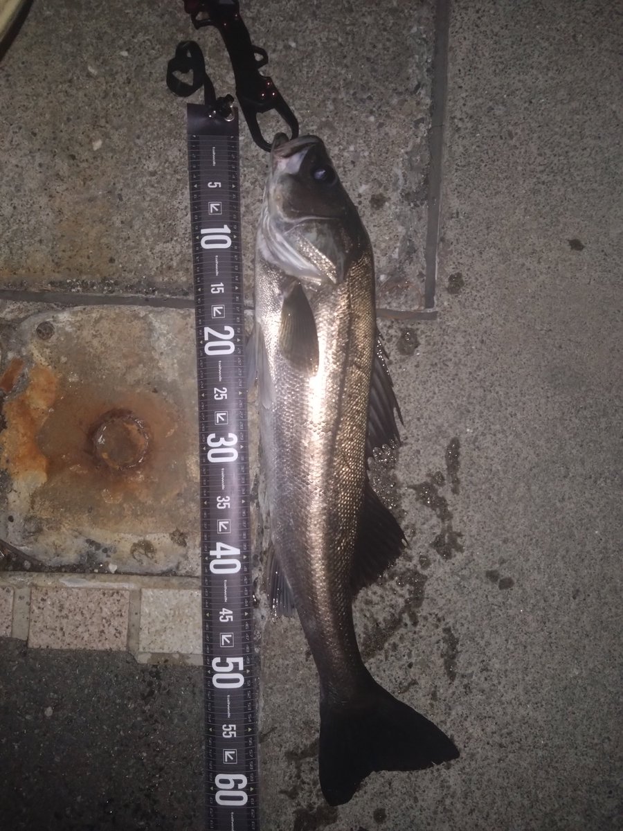 teranishi6's tweet photo. 昨夜のバチ抜け
バチ抜けで久しぶりに釣れました🎣
5キャッチ🐟️
＃アルデンテ95s
＃フィール120sgHSR
＃ノガレ160F https://t.co/VHUw72ujkG