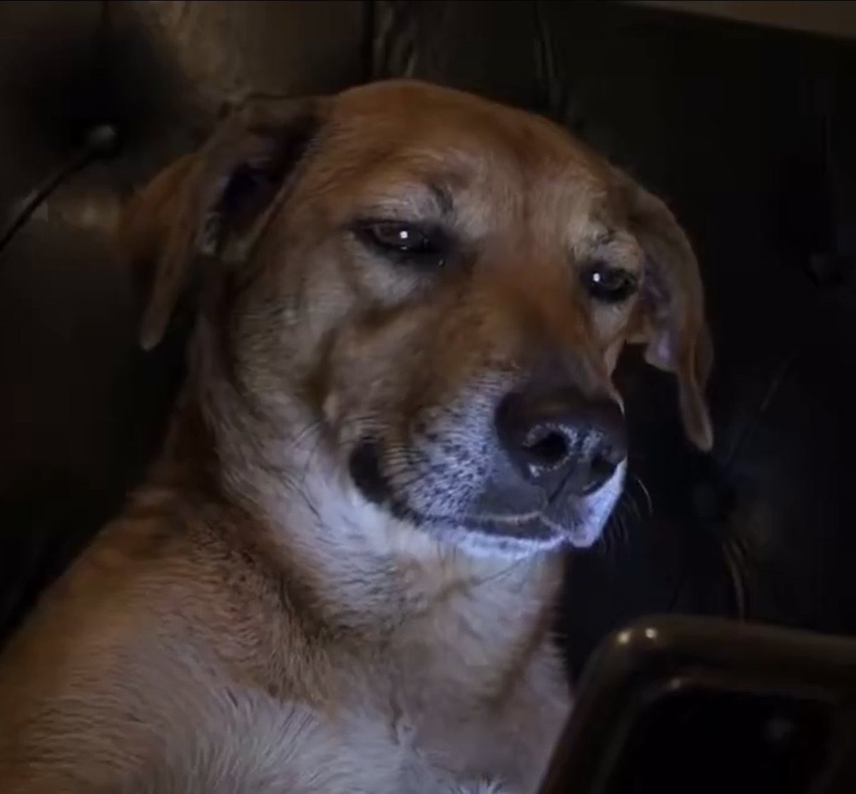 Staringdogsol's tweet photo. Im just a dog staring at my iphone to see how my bros got mevved. They call me iDog. https://t.co/GnHskPpxt5