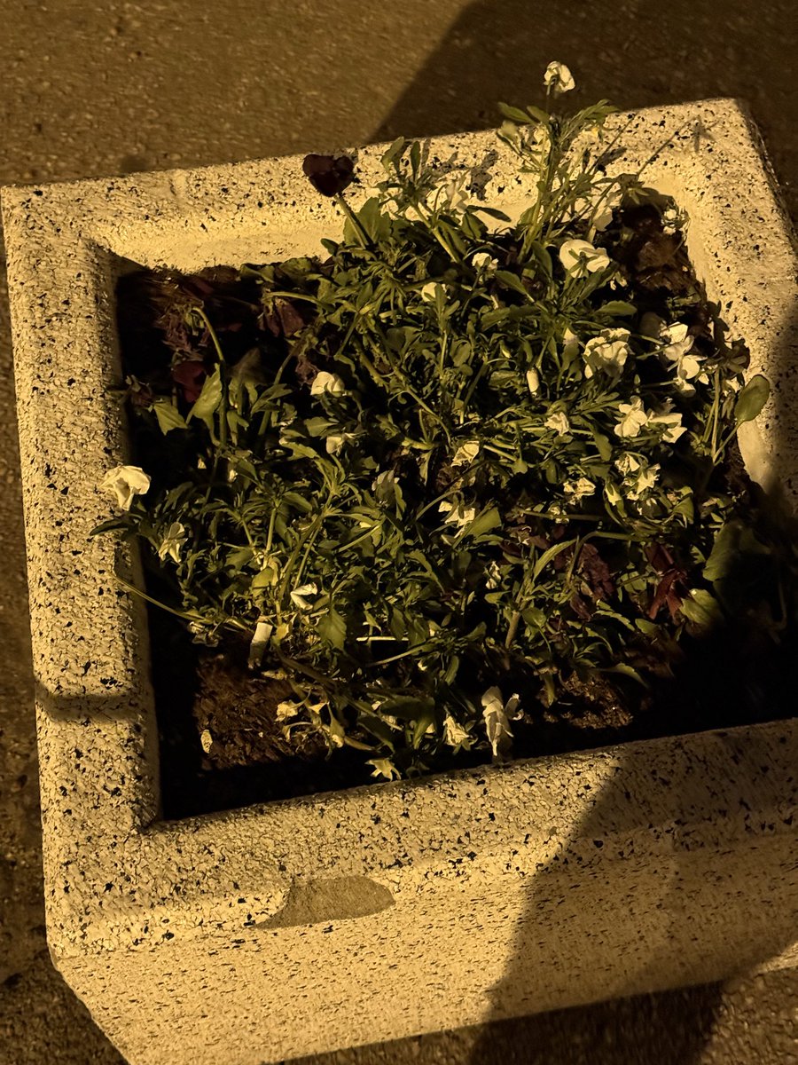 AlexLacis's tweet photo. @DelfiLV @MartaKotello Vai nav žēl to nabaga puķu, kuras kļūst par nekompetences, “es tā gribu”, “nesanāca”, “izmēģinājuma uz 6 mēnešiem” un “iedzīvotāju viedoklis mani neinteresē” upuriem. Līdzīgi notiek arī ar citiem velošmelo projektiem — sākumā skaisti saukļi, bet beigās… https://t.co/rI7b8wUa6l