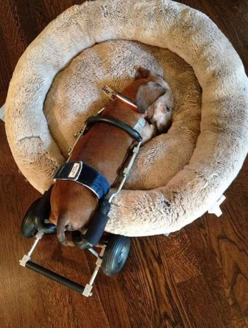 Best in Dogs tweet media