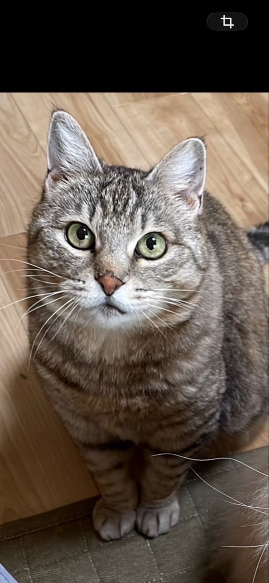 【小雪がいなくなって3年経ちました】

こんなに長くなるとは思いませんでした…

この3年でたくさんの方々に
支えていただき本当に感謝しております

まだ、発見には至っておりませんが、
絶対に諦めず小雪を捜索してまいります

今後とも見守って下さる幸いです

#小雪　#旭川　#捜索中　#拡散希望