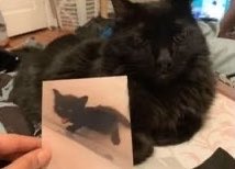 Black cats are not bad luck tweet media