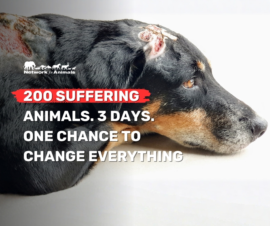 Network For Animals 🐾 tweet media